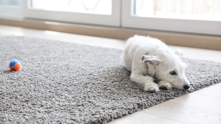 7 Amazing Ways a Rug Can Change Your Room
