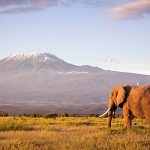 wildlife photography