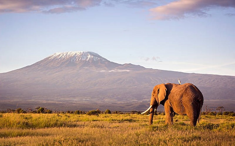 wildlife photography