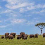 best wildlife experiences in kenya
