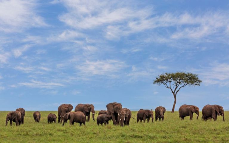 Top 10 Wildlife Experiences in Kenya You Can’t Miss