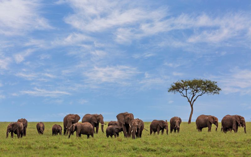 best wildlife experiences in kenya