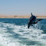 dolphin bay atlantis dubai