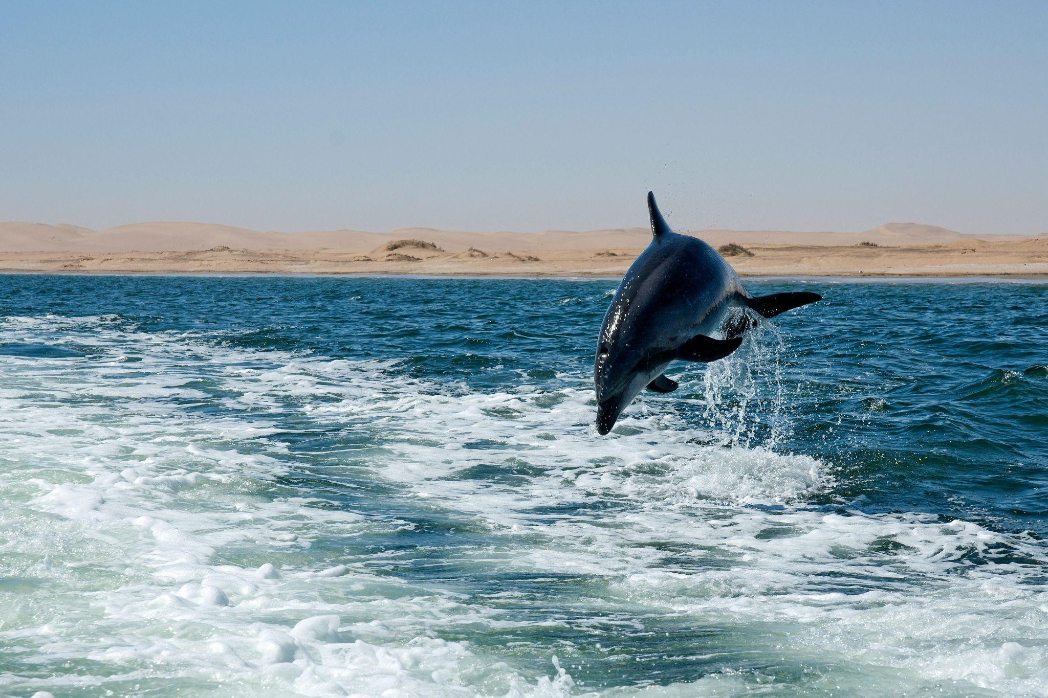 dolphin bay atlantis dubai