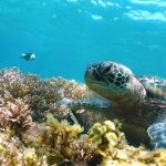 seychelles wildlife