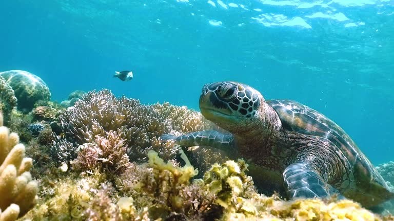 Wildlife in Seychelles: Rare Birds, Giant Tortoises & Marine Life