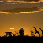 wildlife photography