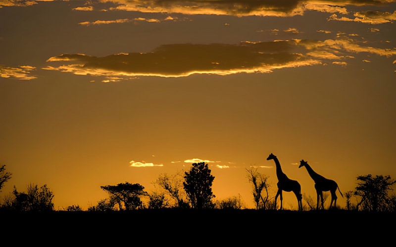 wildlife photography