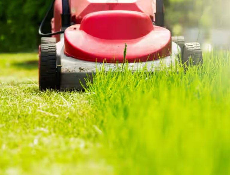 Grass Cutting and Lawn Care Service by Shiv Shankar Landscape