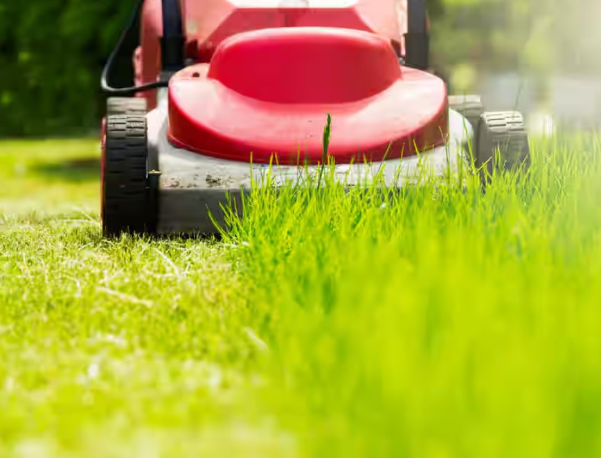 grass cutting and lawn care service