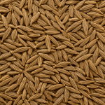 cumin seeds manufacturers india