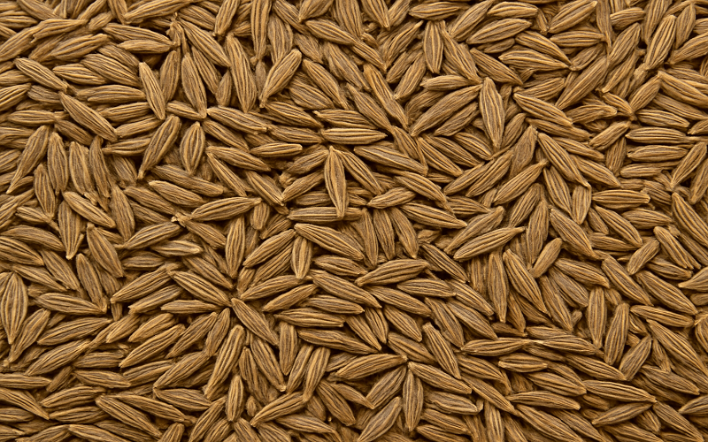 cumin seeds manufacturers india