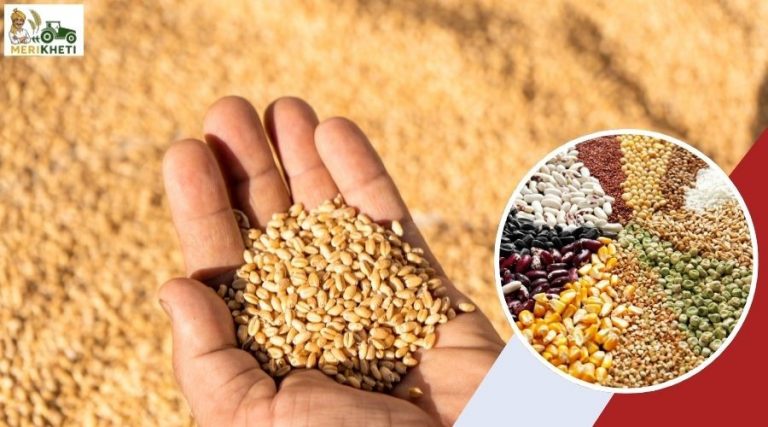 Government to Distribute Free Wheat Seeds for Rabi Sowing 2025