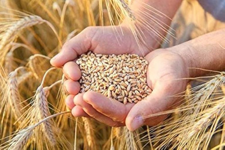 Best Wheat Seeds for Bumper Yield This Rabi Season