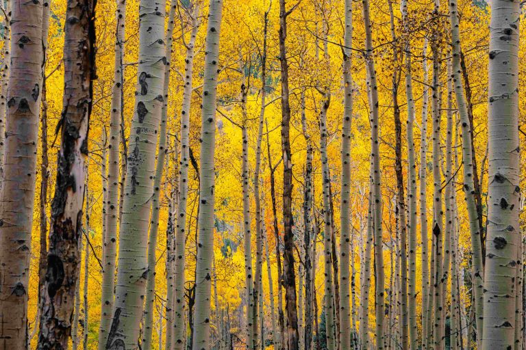 Why Aspen Attracts World-Renowned Photography Artists