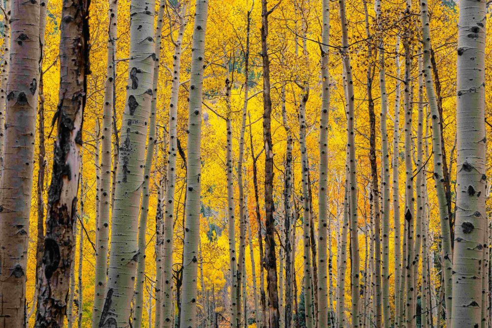 aspen attracts