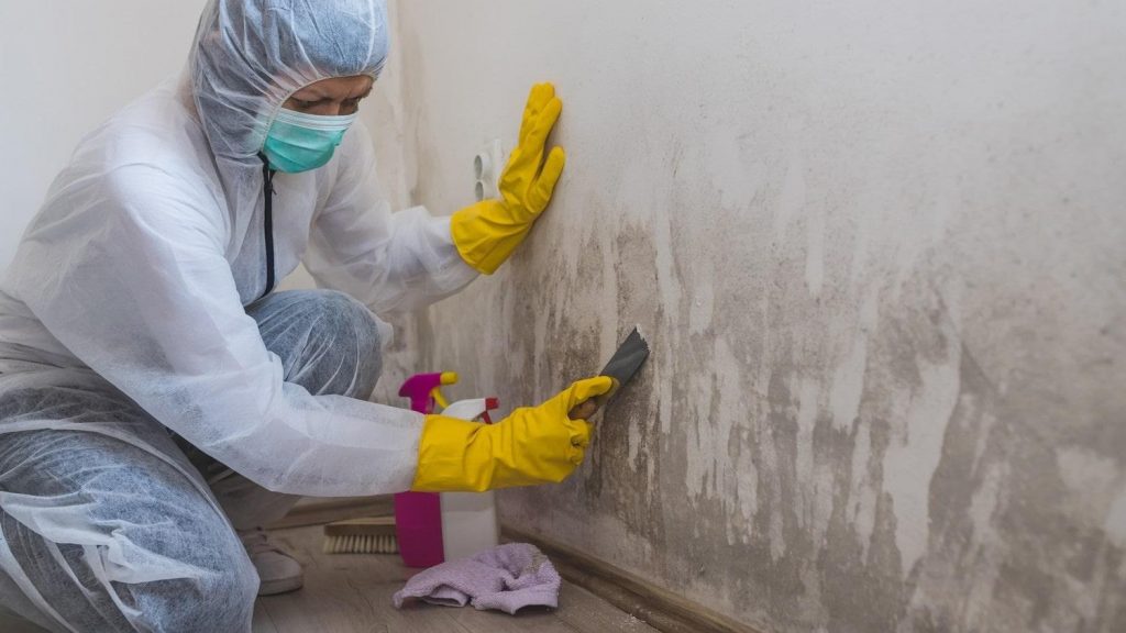 professional mold remediation specialist
