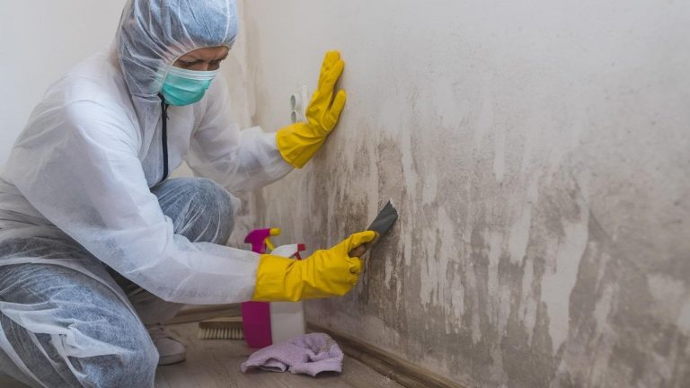 Signs You Need a Professional Mold Remediation Specialist