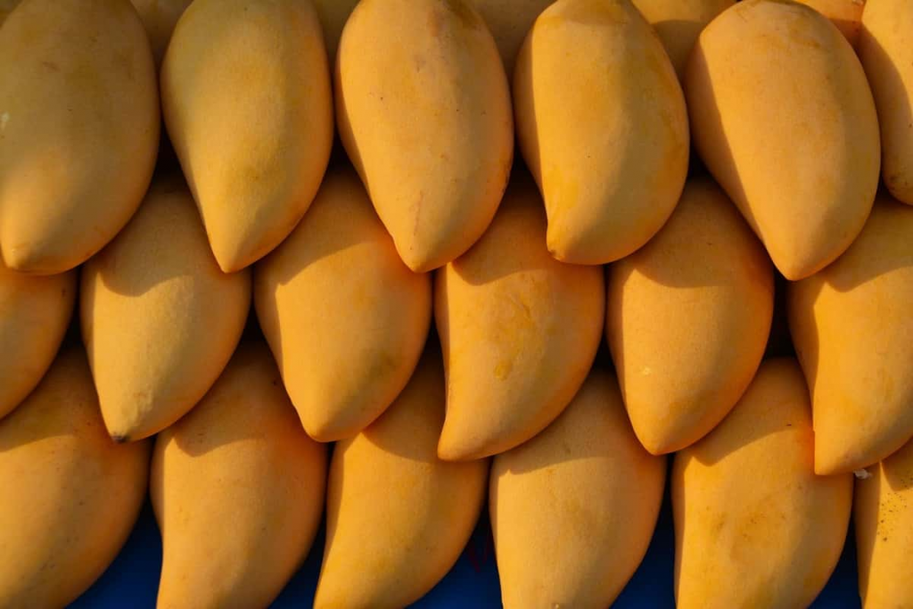 gir kesar mango