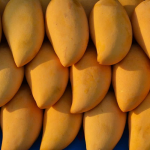 gir kesar mango