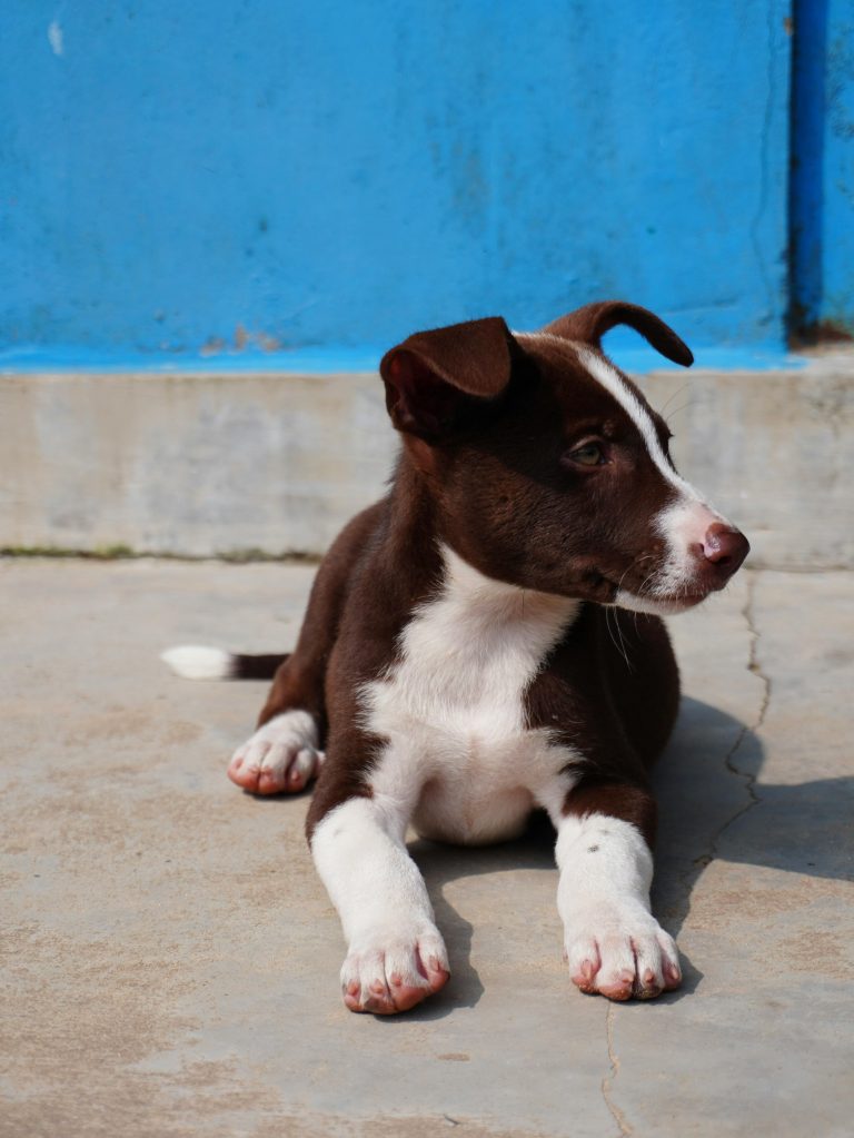 7 Reasons to Choose Holistic Pet Care Options