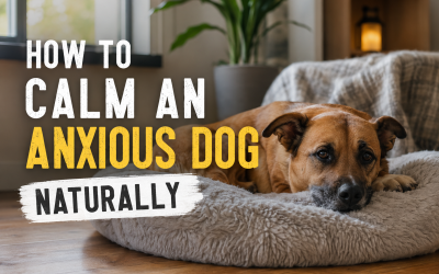 anxious dog