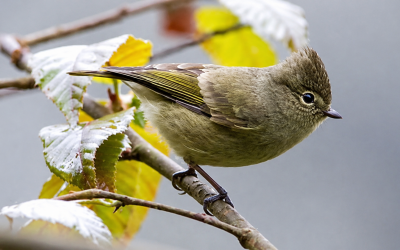 india birdwatching tour for rare birds