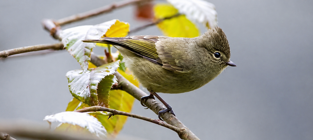 india birdwatching tour for rare birds