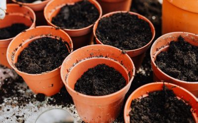 soil preparation for plants