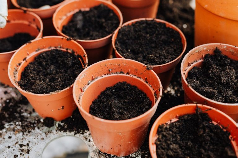 How to Properly Prepare Soil For Various Types of Plants