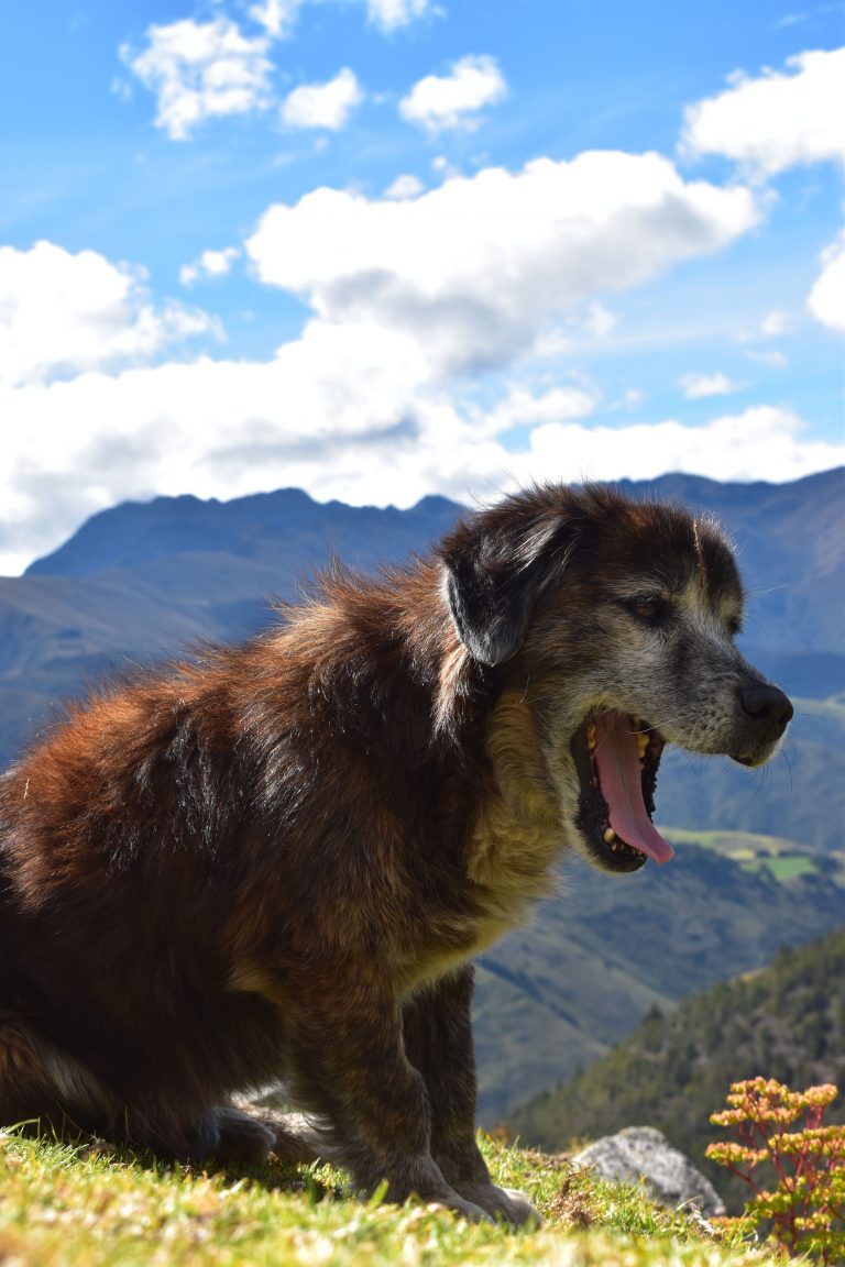 4 Ways Professional Dog Training Improves Behavior