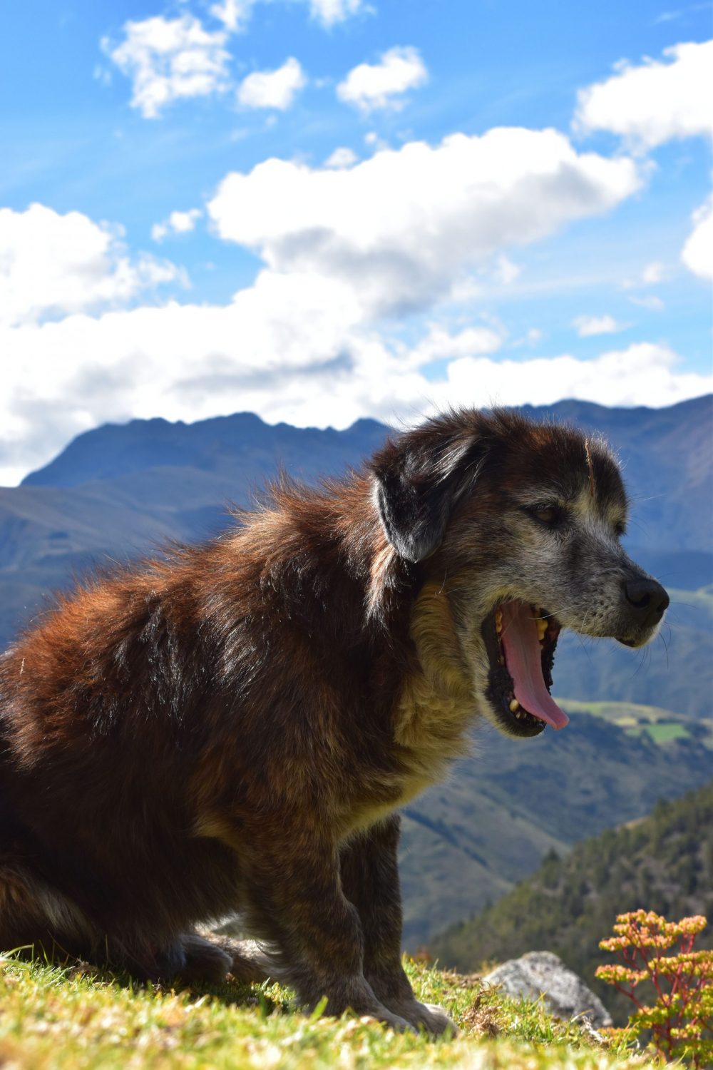 professional dog training