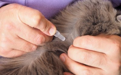 advanced flea and tick control