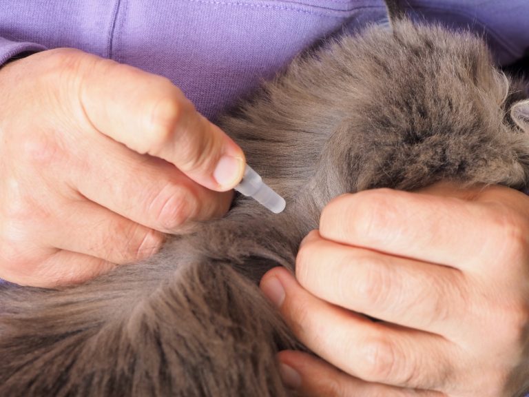 Advanced Flea & Tick Control: What Actually Works During Peak Season
