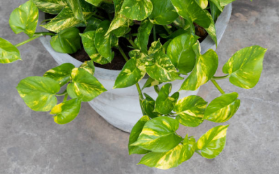 indoor plant