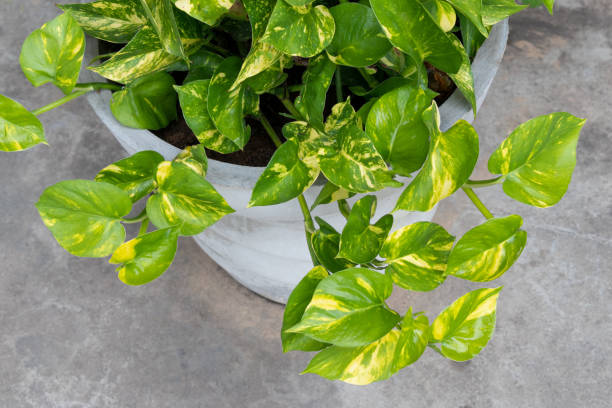 indoor plant